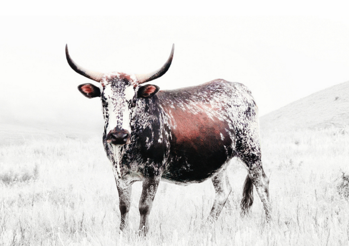 Canvas Wall Art Home Decor - Nguni Bull 01